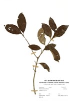 藏品(淡黃莢蒾)的圖片